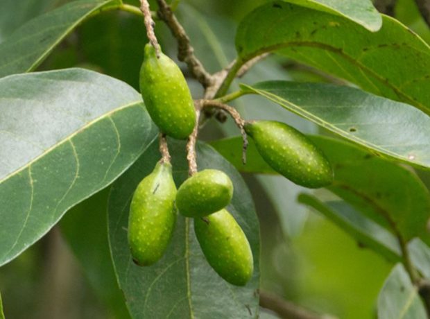 خواص هلیله سیاه٬ اکسیر طول عمر هلیله سیاه