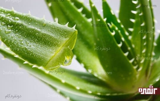 آلوورا درمان آفت دهان