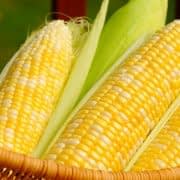 خواص ذرت برای بدن