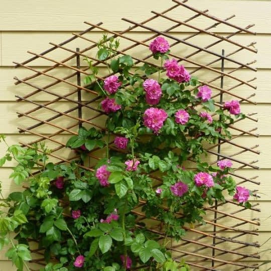 دیوار تراس پوشیده از گل های زیبا