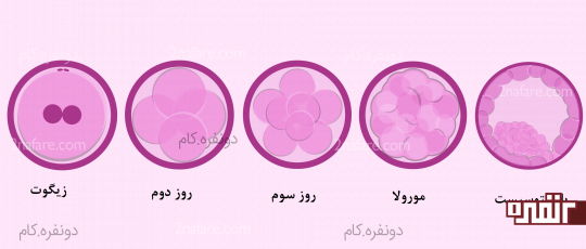 دوره ژرمینال یا جنینی