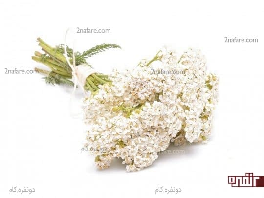 بومادران Yarrow