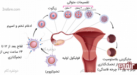 لانه گزینی جنین در رحم