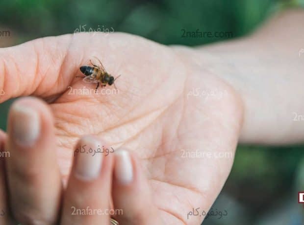 فواید نیش زنبور عسل برای بدن نیش زنبور