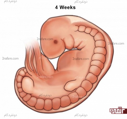 تغییرات کودک در هفته چهارم بارداری