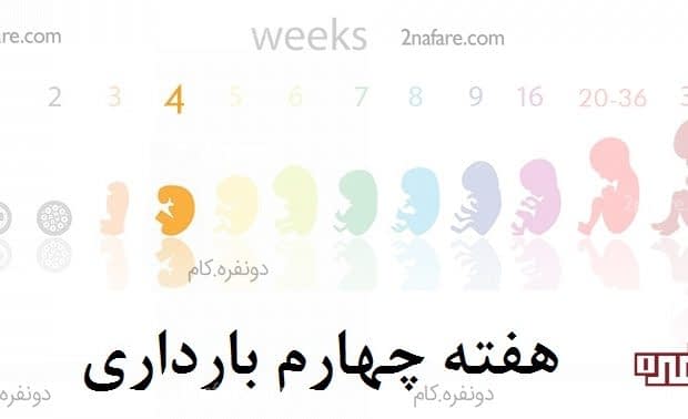 هفته چهارم بارداری – تشکیل جفت و تغییرات بدن هفته چهارم بارداری