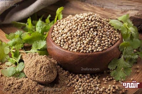 گشنیز خواص ضد درد برای زبان داره