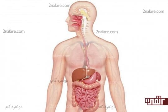 digestive_system-5a060e8822fa3a00369da325-540x360.jpg