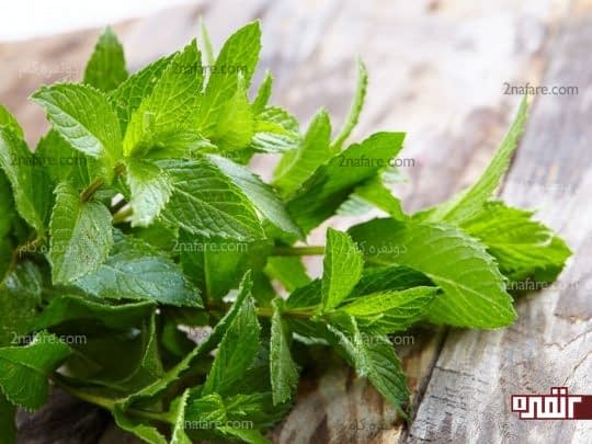 نعناع برای درمان سوزش ناشی از سوء هاضمه