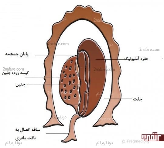 اتفاقات داخل رحم شما و شروع تشکیل جفت