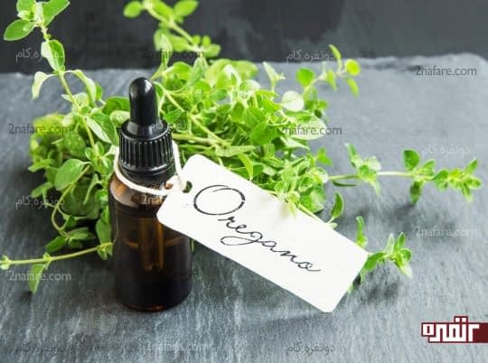 آویشن یا پونه کوهی