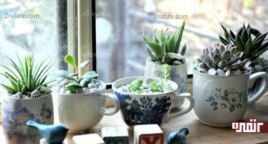 استفاده از سنگ های زیبا برای تزیین گلدان کاکتوس