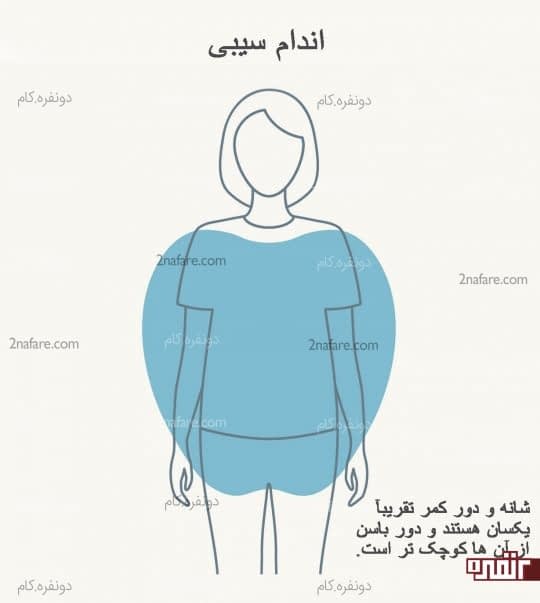 اندام سیبی
