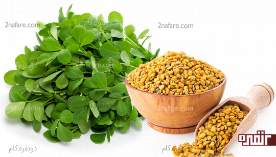 دانه شنبلیله