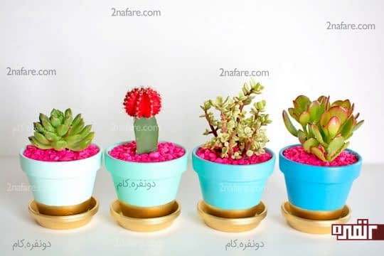 شن های رنگی در گلدان های کاکتوس