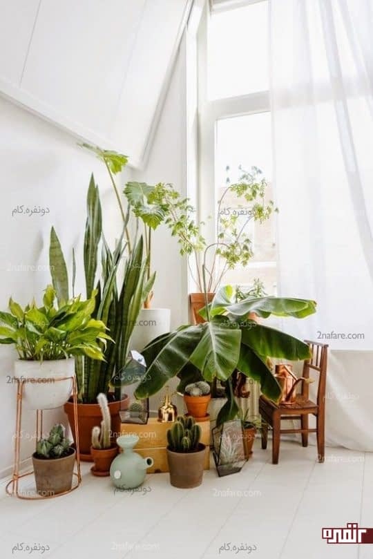 مجموعه ای از گل های زیبا در کنار هم برای تزئین اتاق نشیمن