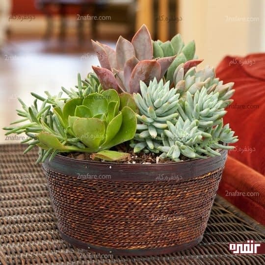 گلدان حصیری جذاب برای کاشت کاکتوس ها و استفاده در دکوراسیون داخلی