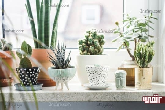 گلدان های زیبا برای کاشت گیاهان