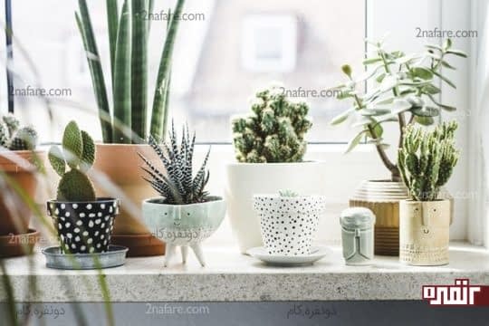 گلدان های فانتزی برای کاشت کاکتوس ها