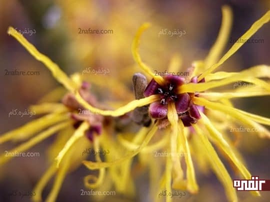 گیاه هاماملیس برای درمان مشکلات پوستی