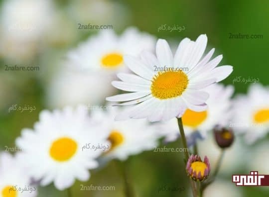 بابونه، مفید برای خوابی آرام