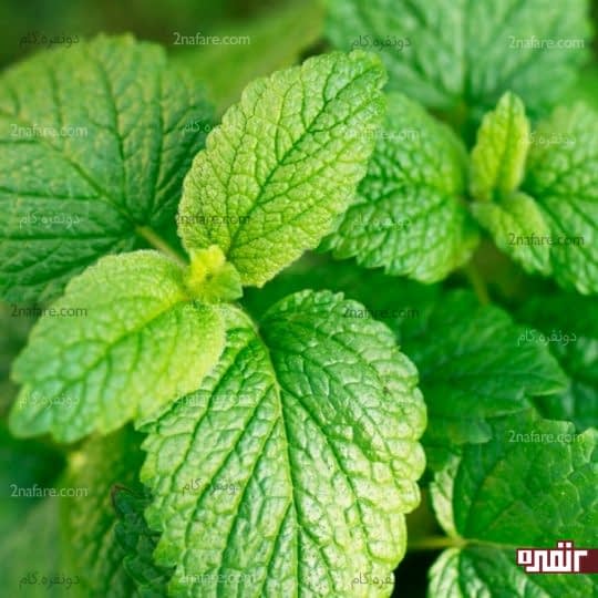 بادرنجبویه (Lemon Balm)