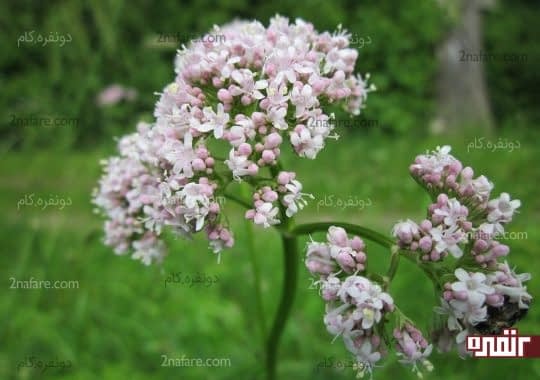والرین (سنبل الطیب)