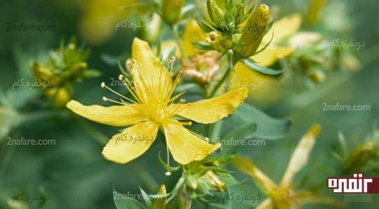 گل راعی