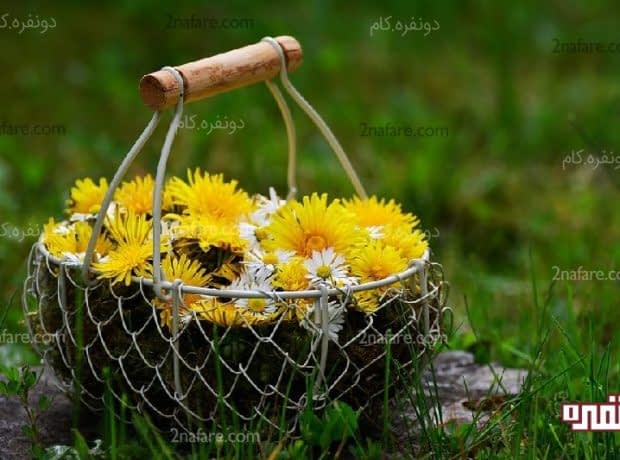 10 فایده چای قاصدک برای بدن 10 فواید چای قاصدک