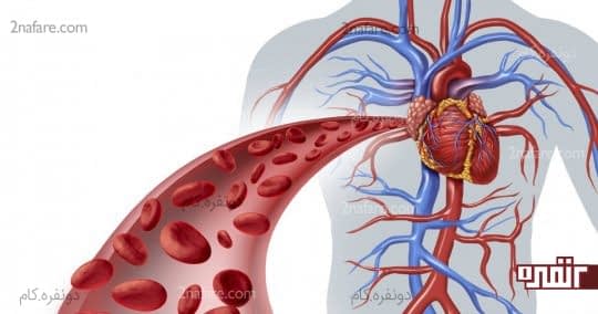 گردش خون را تسریع می کند