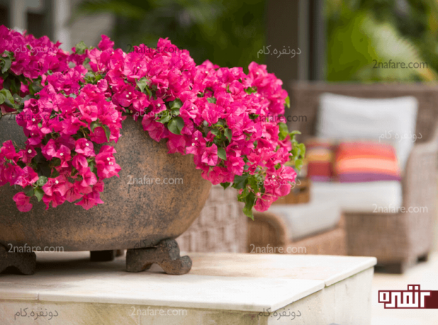 گل های غیر آلرژی زا برای نگهداری در باغچه گل کاغذی رونده و پرشکوفه