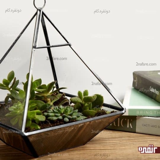 مجموعه ای از ساکولنت ها در گلدان های مدرن
