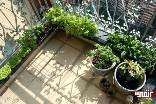 پرورش انواع سبزی جات در تراس