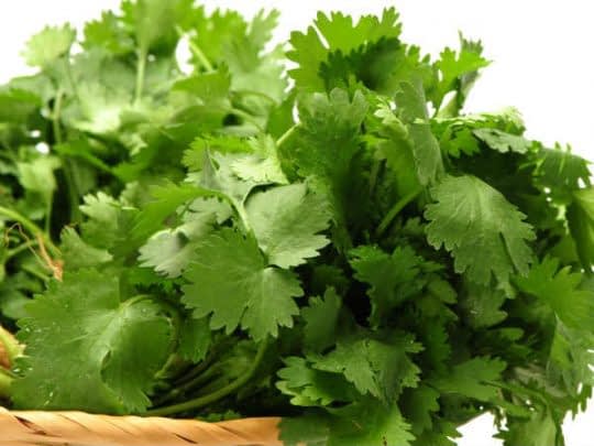 جعفری دارای خواص ضد باکتریه