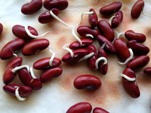 جوانه لوبیا قرمز