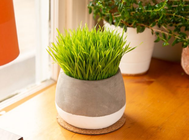 جواب چند سوال رایج در مورد سبزه عید از سریع ترین تا ماندگار ترین سبزه ی هفت سین سبزه عید