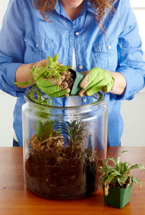 گذاشتن گیاه در ظرف